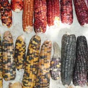 Landrace Gardening: Beautiful Crops Image